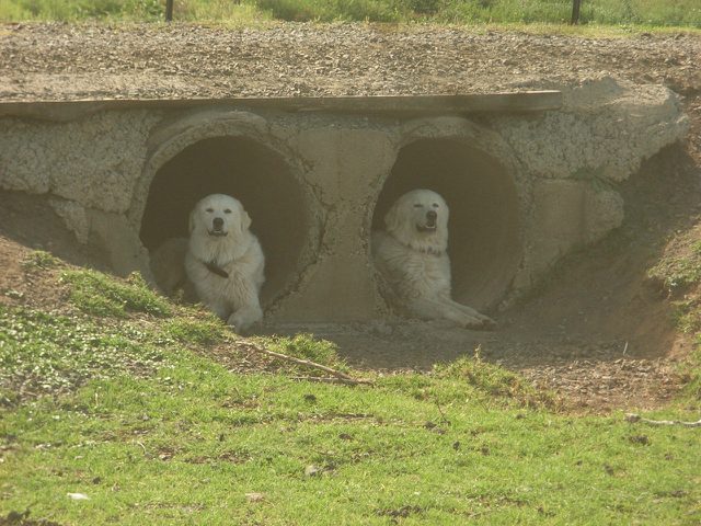Dogs guarding the sheep